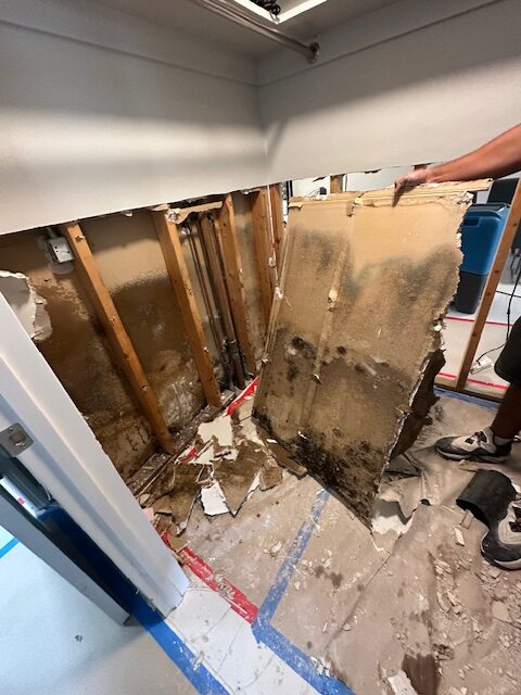 Interior view of a building wall with drywall removed, exposing wooden studs and visible black mold growth on the removed panel and wall behind.